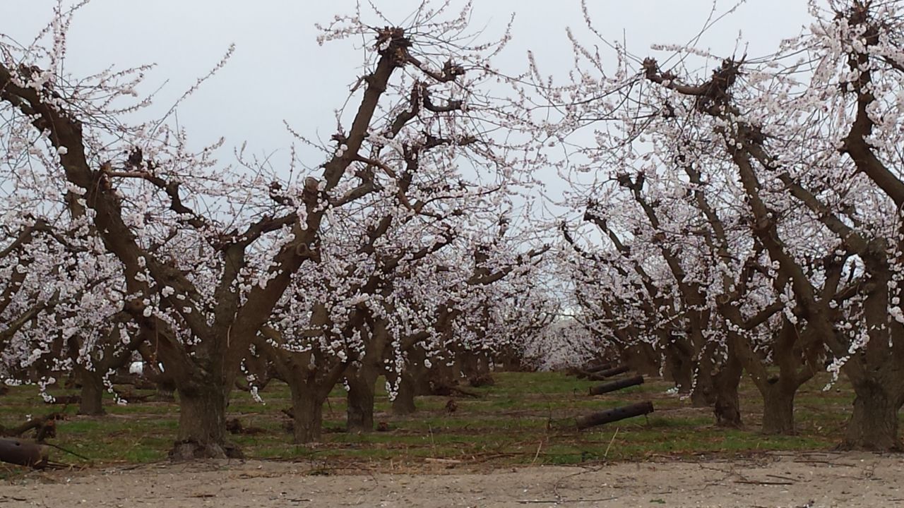 LDS Orchard