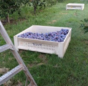 LDS Orchard Plums