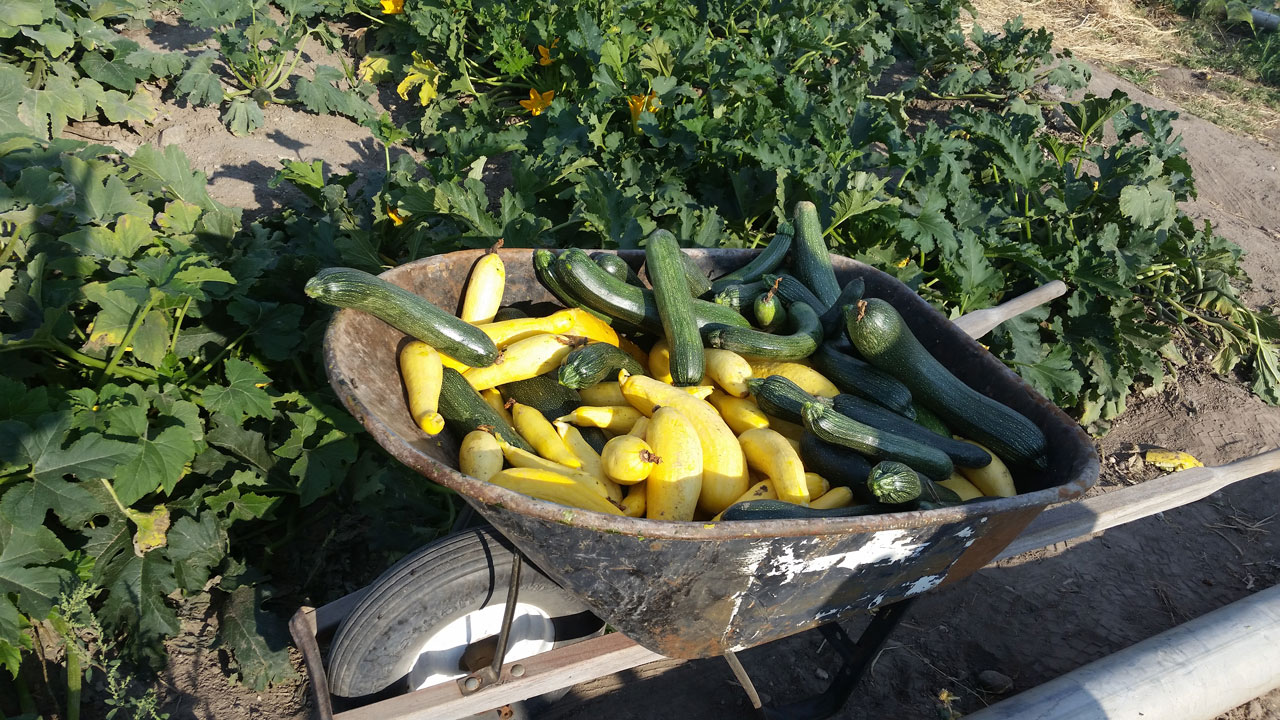 Harvest Report Squash